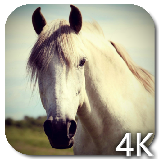 Лошадь 4K-видео живые обои
