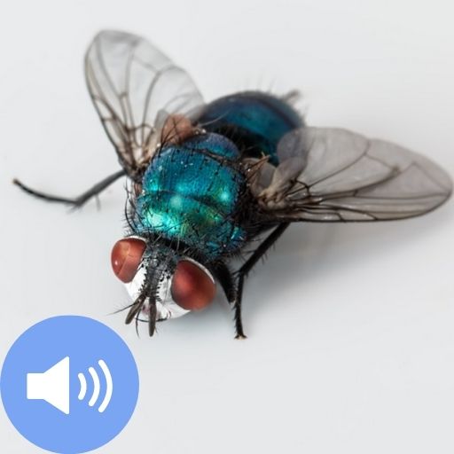 Fly Sounds and Wallpapers