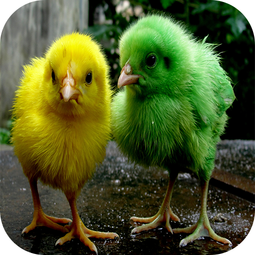 Chicks Wallpapers