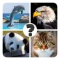 Animals quiz - guess animal