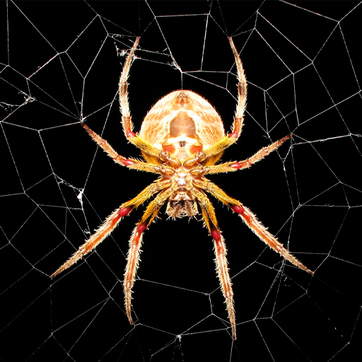 Spider Wallpapers