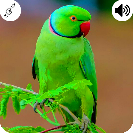 Parrot Sound