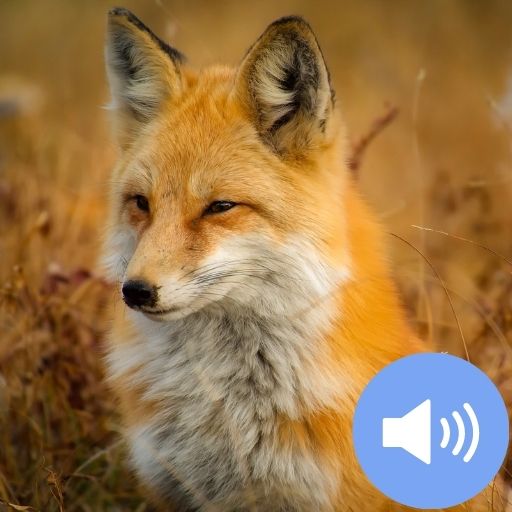 Fox Sounds and Wallpapers