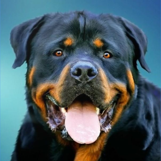 Hình nền chó Rottweilers