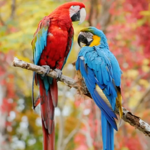 красивые птицы обои