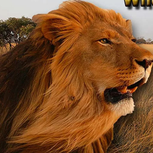 Marah Lion Wild Simulator