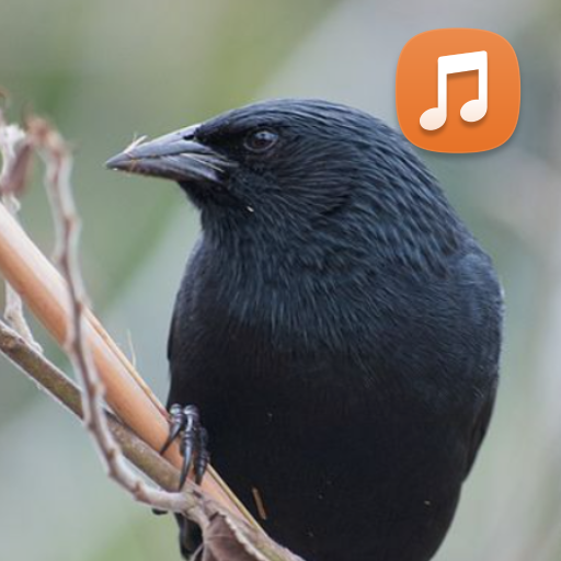 Canto de Pássaro Preto