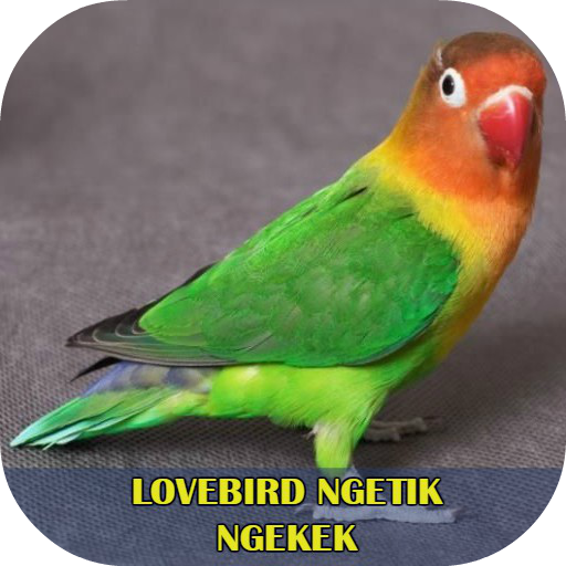 Lovebird Ngetik Ngekek Offline