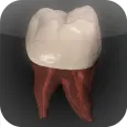 Real Tooth Morphology Free
