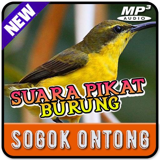 Suara Pikat Burung Sogok Ontong MP3 Offline