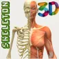 Human Skeleton 3D ( Anatomy )