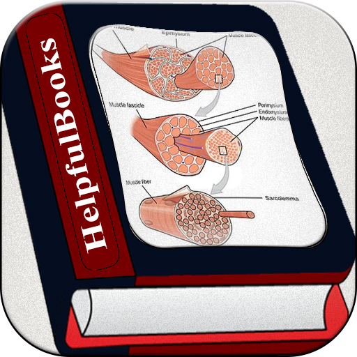 Human Muscle System