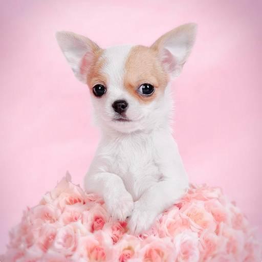 Chihuahua Dog Wallpapers Hd