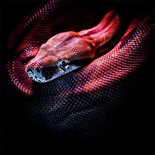 Snake Wallpaper HD, GIF