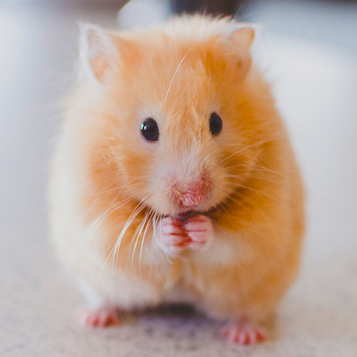 Hamster Duvar Kağıtları