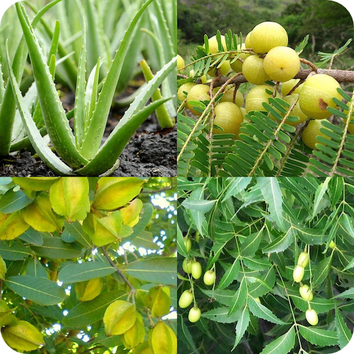 आयुर्वेदिक घरेलू औषधि