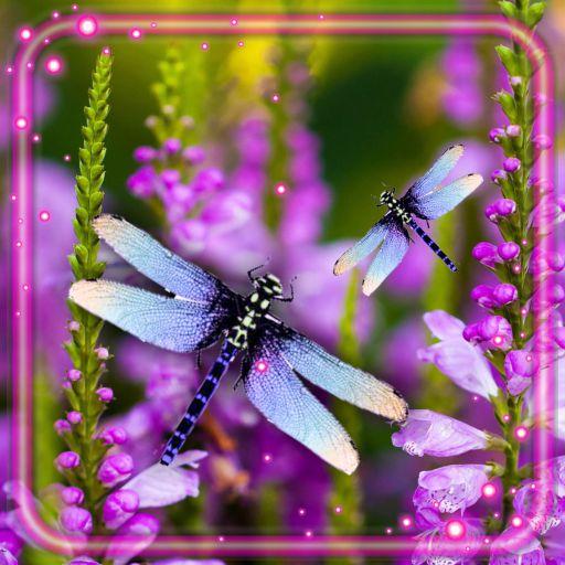 Dragonfly Live Wallpaper