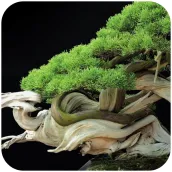 Bonsai Tree Wallpaper HD