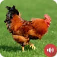 bunyi ayam hutan merah