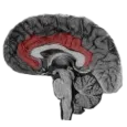 NeuroSlice