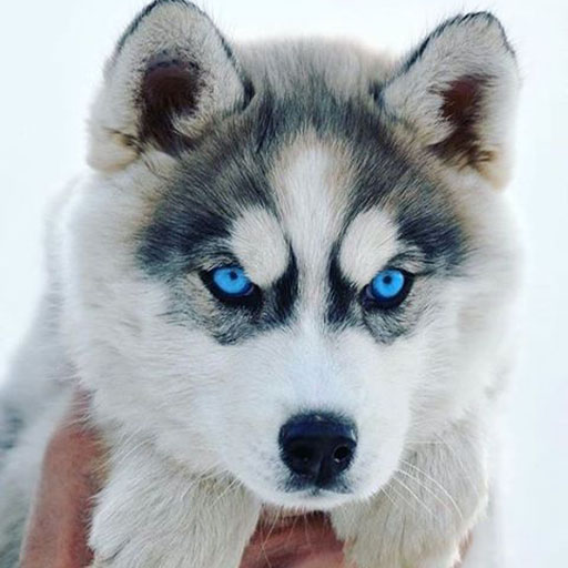 Husky dog wallpapers HD