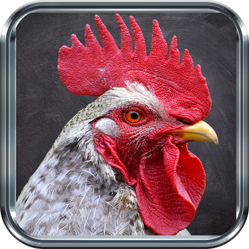 images of roosters