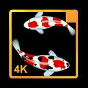 Wallpaper Ikan Koi Hidup