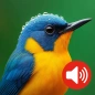 Birdsong: wonderful ringtones
