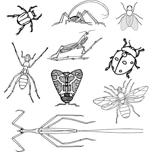 Genera of insect