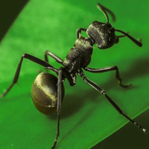 Quiz for The Ants & Underground Kingdom