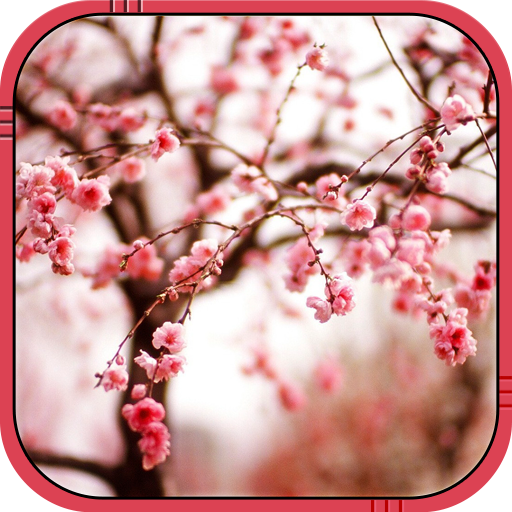 Cherry blossom Live Wallpaper