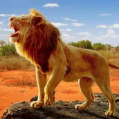 Con sư tử