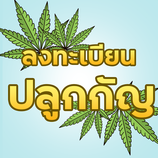 แนะนำการลงทะเบียนปลูกกัญ