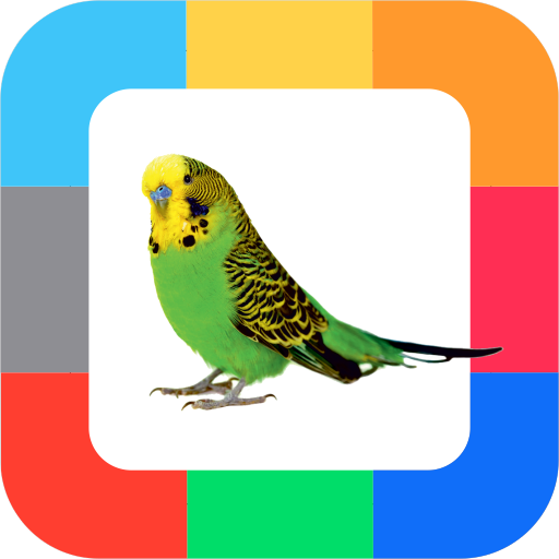 Flash Cards Birds for kids