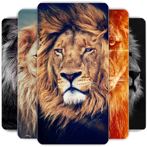 Lion Wallpapers HD