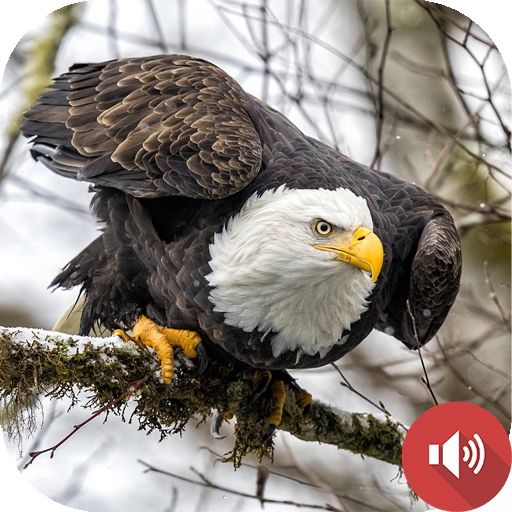 Bald Eagle Sounds