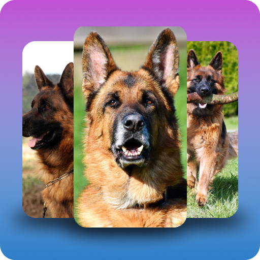 German shepherd dogs wallpaper