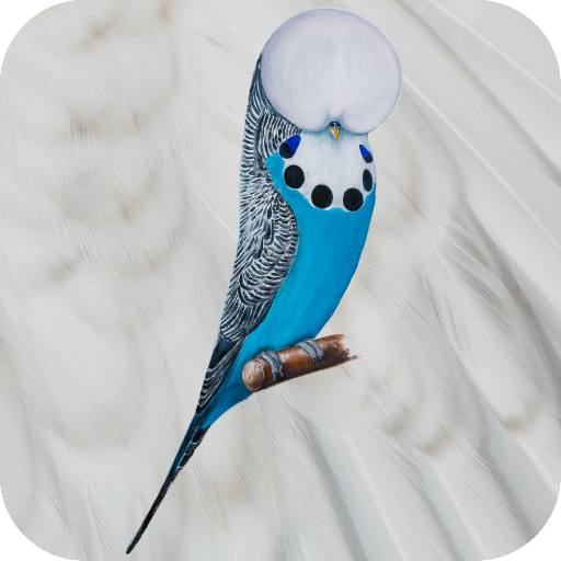 Budgerigar App