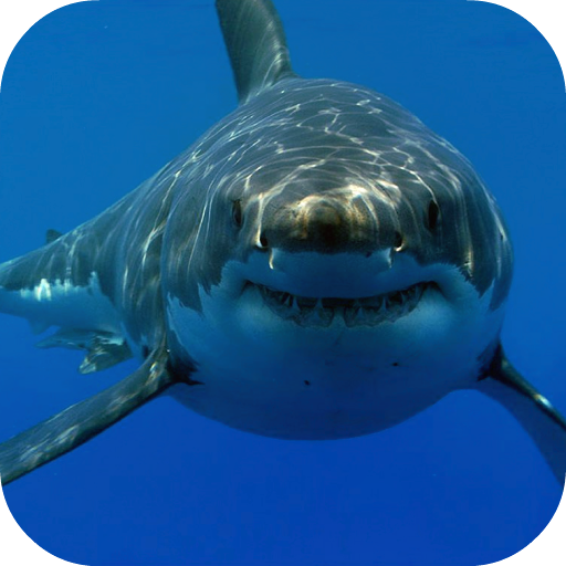 White Shark HD Video Wallpaper