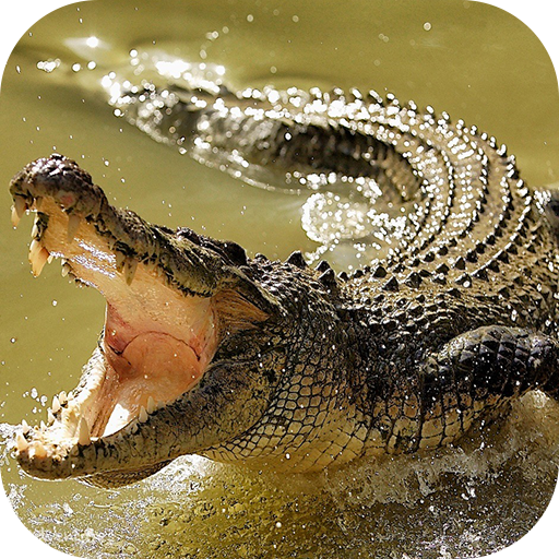 Crocodile Wallpapers