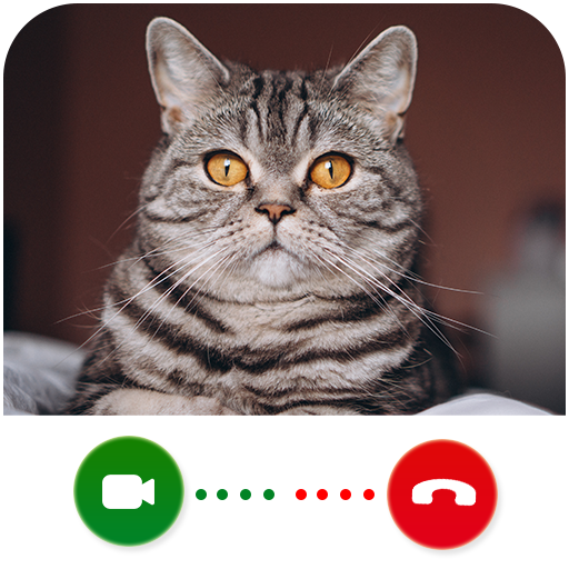 Cat Video Calling & Chat Simul