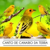 Canto Canário Da Terra