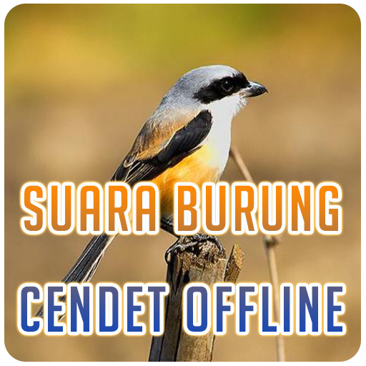 Suara Burung Cendet Offline