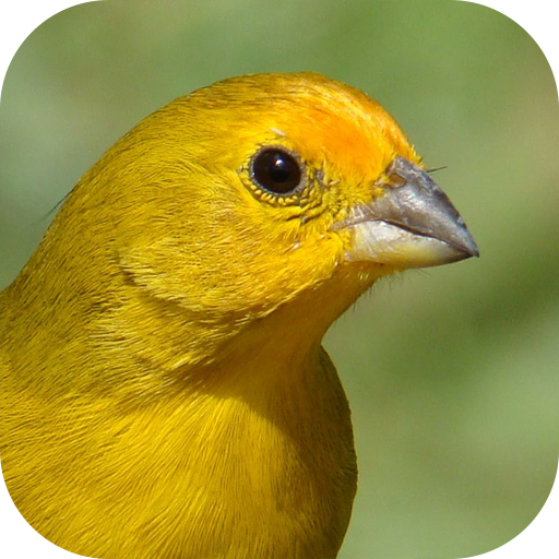 Cantos do Canario da Terra