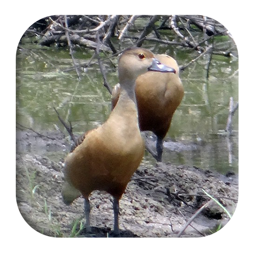 Lesser Whistling Duck Sounds