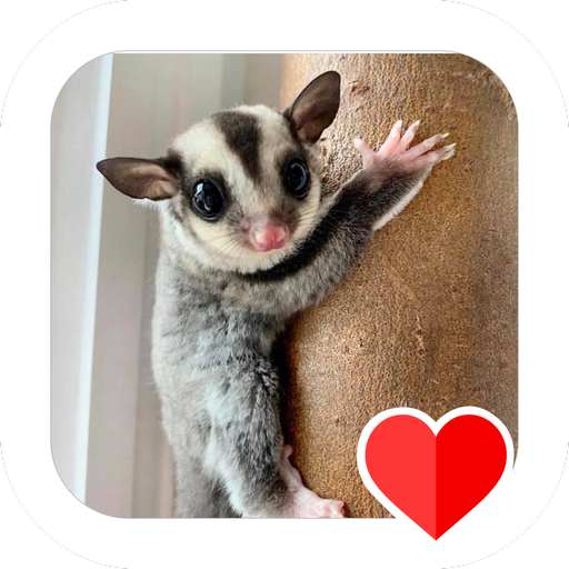 Sugar Glider Care