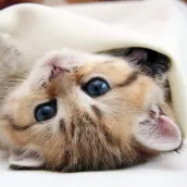Котята живые обои
