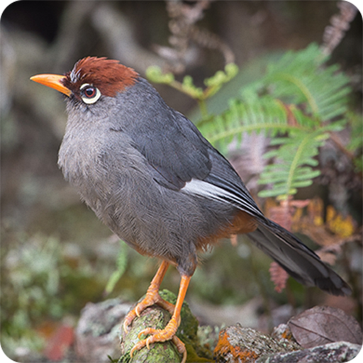 Suara Burung Poksay Mandarin Juara