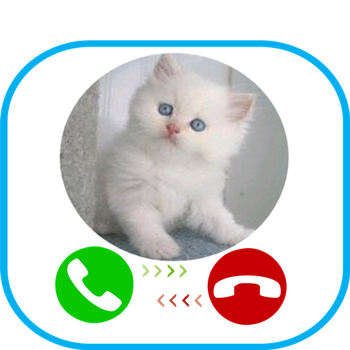 cat video call and chat