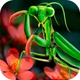 Mantis Life and Hunting Simula
